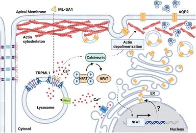 Intracellular Ca2+ signalling: unexpected new roles for the usual suspect